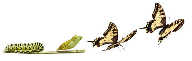 caterpillar-to-butterfly1